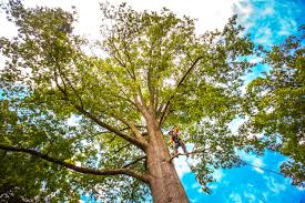 How Our Tree Care Process Works  in  North River Shores, FL